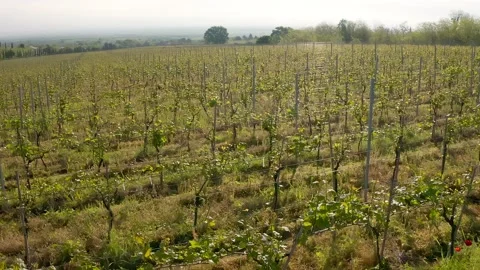 Vineyard young spring grapes video aerial drone Vídeo Stock 153800196
