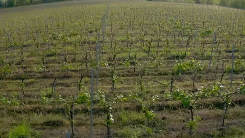 Vineyard young spring grapes video aerial drone Vídeo Stock 153800380