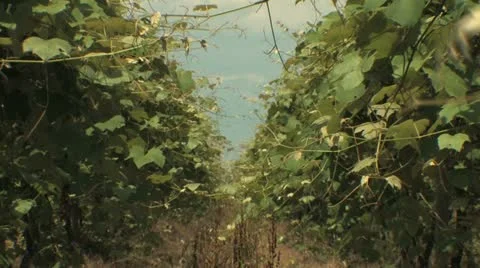 Vineyard Zoom Out 動画素材 11123522