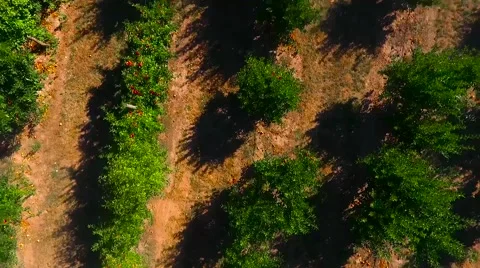 Vineyard zoom out at sunset (aerial) Stock Footage