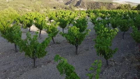 Vineyard2 Video stock 133765632