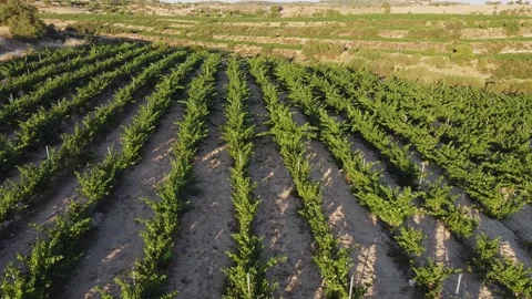 Vineyard3 Video stock 133765126
