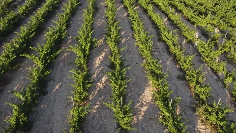 Vineyard4 Video stock 133766820