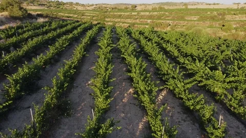 Vineyard5 Video stock 133767386