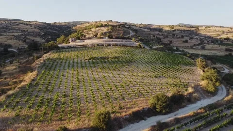 Vineyard6 Video stock 133767999