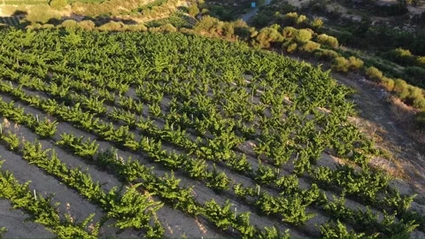 Vineyard7 Video stock 133768601