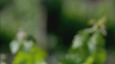 VineyardLeavesFocus Stock Footage 492723