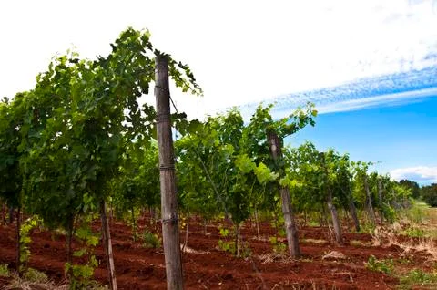 Vineyardon red ground Stock Photos