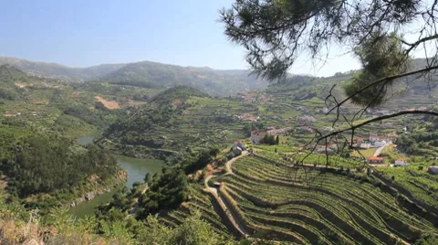 Vineyards above the Douro Stock Footage 8599535