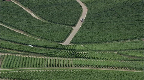Vineyards aerial Stock Footage 65379975