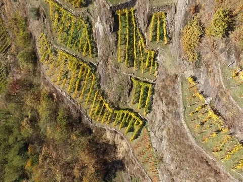 Vineyards - Aerial view with a drone Stock Footage 70804776