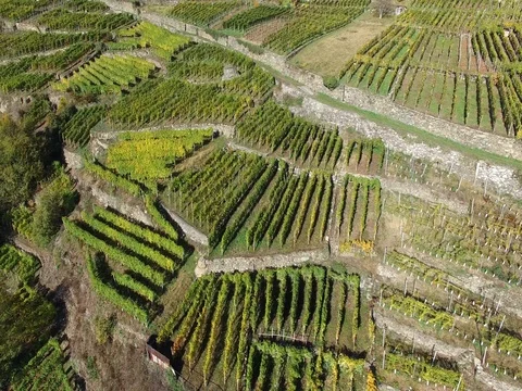 Vineyards - Aerial view Stock Footage 70804277