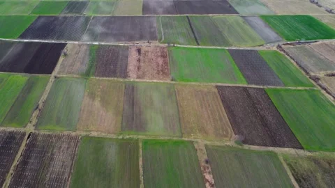 Vineyards Aerial View Stock Footage 168954543