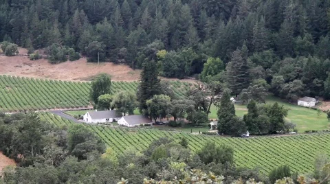 Vineyards from afar... Stock Footage 846933