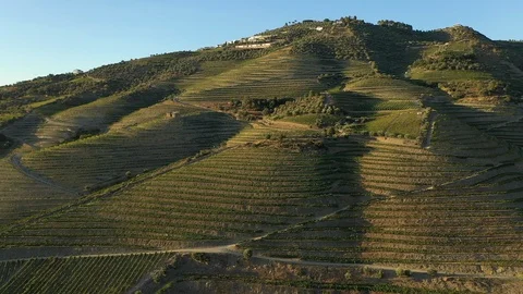 Vineyards in Alto Douro Stock Footage 128045103