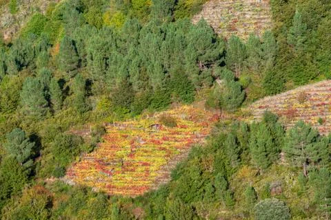 Vineyards among pine forests Stock Photos