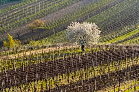 Vineyards and cherry tree in spring Stock Photos