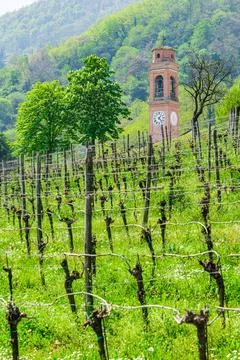 Vineyards and Clock tower in Luvigliano Stock Photos