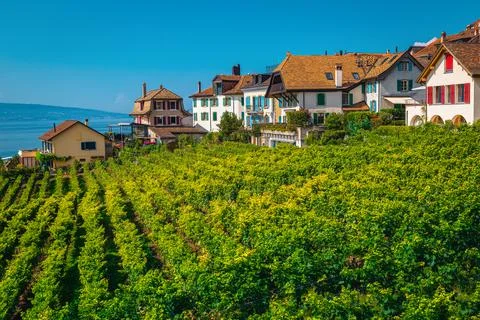 Vineyards and colorful buildings on the hill, Rivaz, Switzerland Stock Photos