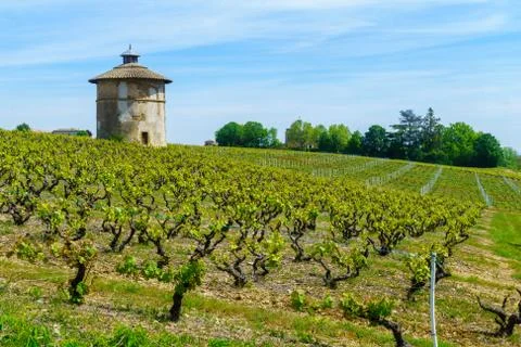 Vineyards and countryside, and old keep tower, in Beaujolais Stock Photos