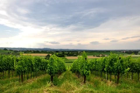 Vineyards and fields in Bertinoro Stock Photos