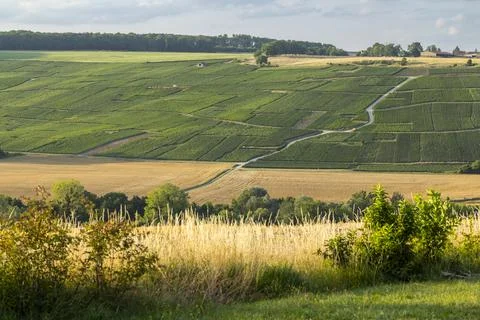 Vineyards and fields creating rural landscape in Grand Est, France Stock Photos