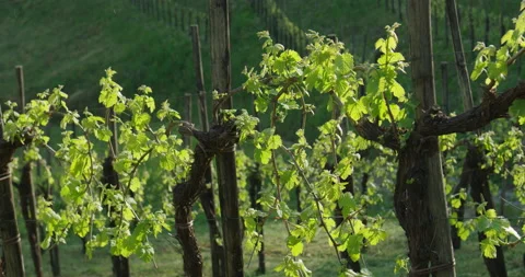 Vineyards and grapes in the hill Video stock 169097341