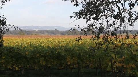 Vineyards and Trees Video stock 940228