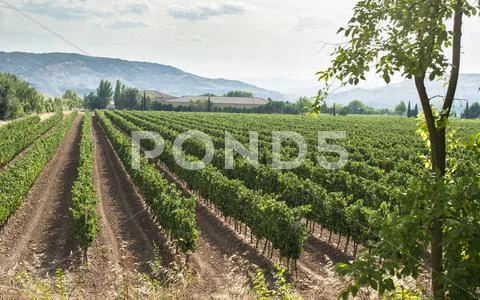 Vineyards and winery Stock Photos