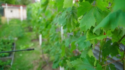 Vineyards are being sprayed against fungal diseases with a sprayer, close-up Stock Footage 314632026