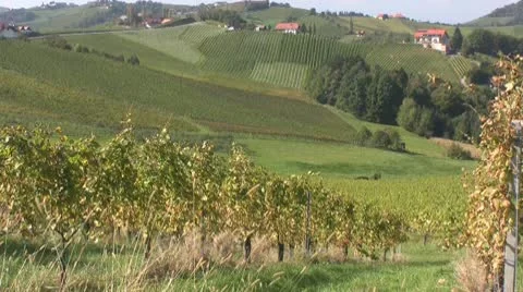 Vineyards in Austria Stock Footage 10775000