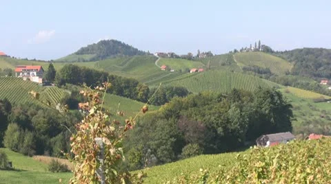 Vineyards in Austria Video stock 10775207