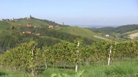 Vineyards in Austria Stock Footage 10794585