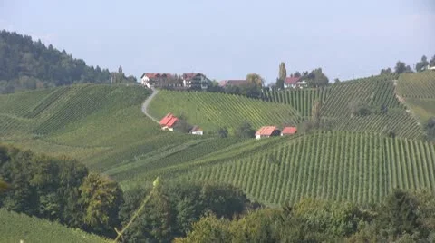 Vineyards in Austria Video stock 10794638