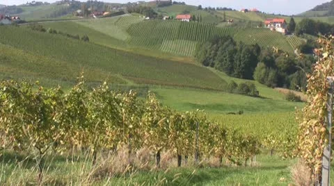 Vineyards in Austria Stock Footage 10795469