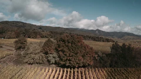 Vineyards in autumn Stock Footage 57106940