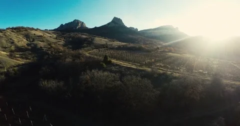 Vineyards in the autumn in the sun Stock Footage 84546504