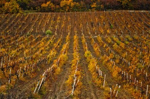 Vineyards in the background of the forest Stock Photos