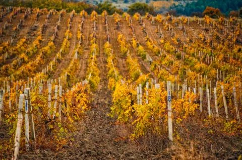 Vineyards in the background of the forest Stock Photos