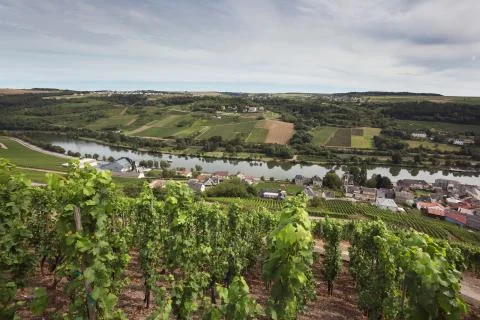 Vineyards on the banks of the Moselle Stock Photos