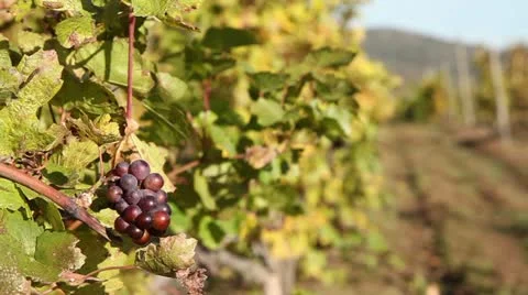 Vineyards with black grapes Stock Footage 12460437