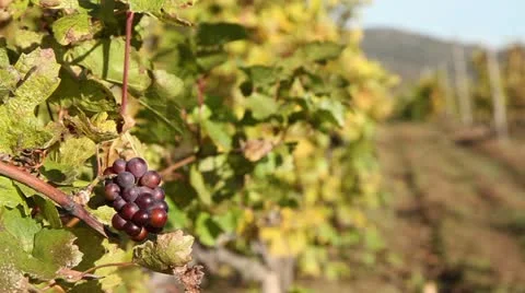 Vineyards with black grapes Video stock 12634704