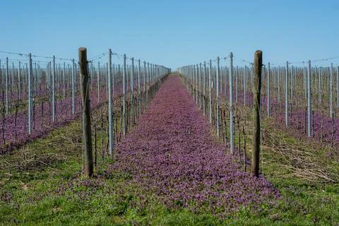 Vineyards in bloom Stock-Fotos