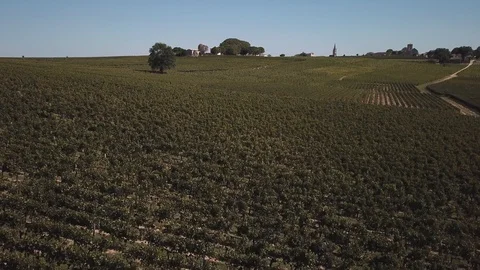 The vineyards of Bordeaux by drone Stock Footage 105642896