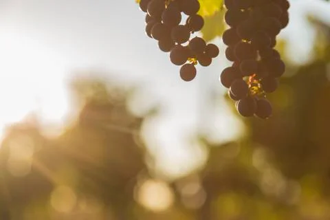 Vineyards with bunches of ripe grapes for wine Stock Photos
