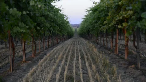 Vineyards in central Spain. Fields of vines. Grapes in flower. Stock Footage 131549034