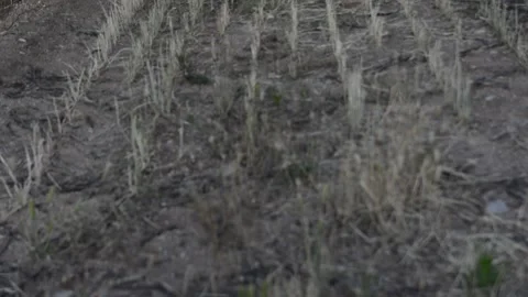 Vineyards in central Spain. Fields of vines. Grapes in flower. Stock Footage 131549058