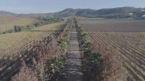Vineyards in Chile Video stock 92330103