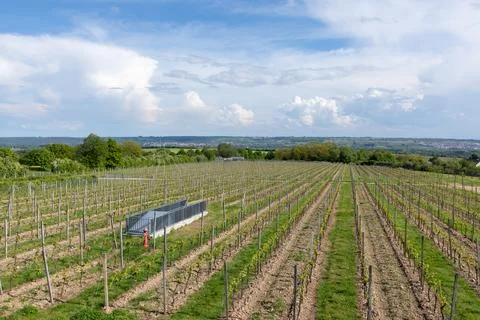 Vineyards of cloister Eberbach in spring time Stock Photos