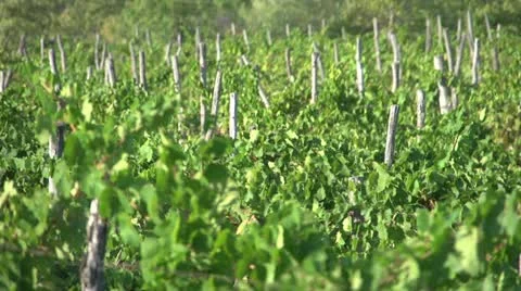 Vineyards Close-Up Depth of Field Stock Footage 12059180